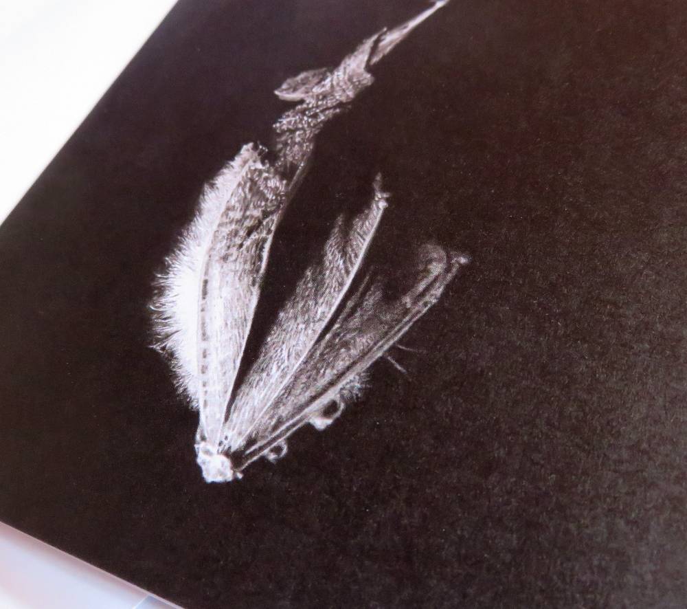 bat card detail