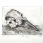 Crow skull drypoint engraving