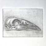 Crow skull side view drypoint engraving