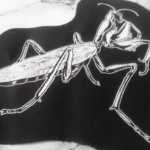 Praying Mantis Patch - insect patch, nature patch, crust punky horror punk patch, patches for jacket, punk jacket, creepy crawly, bug patch