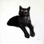 black cat charcoal pencil drawing