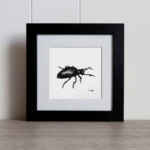Oil beetle original charcoal drawing, entomology art