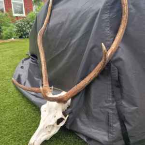 5 POINT RED STAG SKULL & ANTLERS