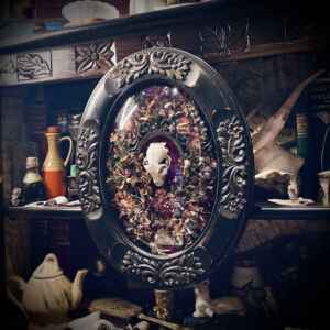 Ethically sourced meerkat skull in an antique domed glass wooden frame