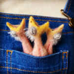 Greedy-Needy Pocket Chicks