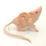 Genetically Engine-eared Vacanti Mouse, Vegan Faux Taxidermy, Laboratory Experiment, Earmouse Quirky Gifts, Weird Stuff