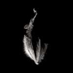 Hanging bat art print with mount
