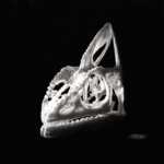Chameleon skull original charcoal drawing