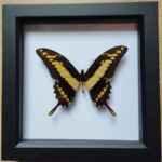 King Swallowtail butterfly (Papilio thoas) taxidermy in box frame