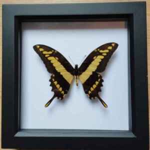 King Swallowtail butterfly (Papilio thoas) taxidermy in box frame
