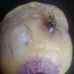 'Consumed' (2021)....after Cronenberg - wax sculpture in a glass cloche