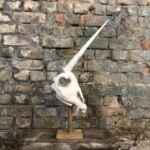 Unicorn Skull Trophy. Vegan Faux Taxidermy