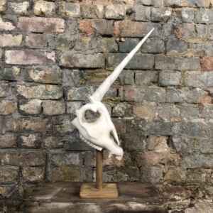 Unicorn Skull Trophy. Vegan Faux Taxidermy
