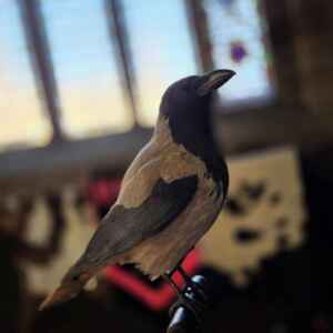 Taxidermy Hooded Crow