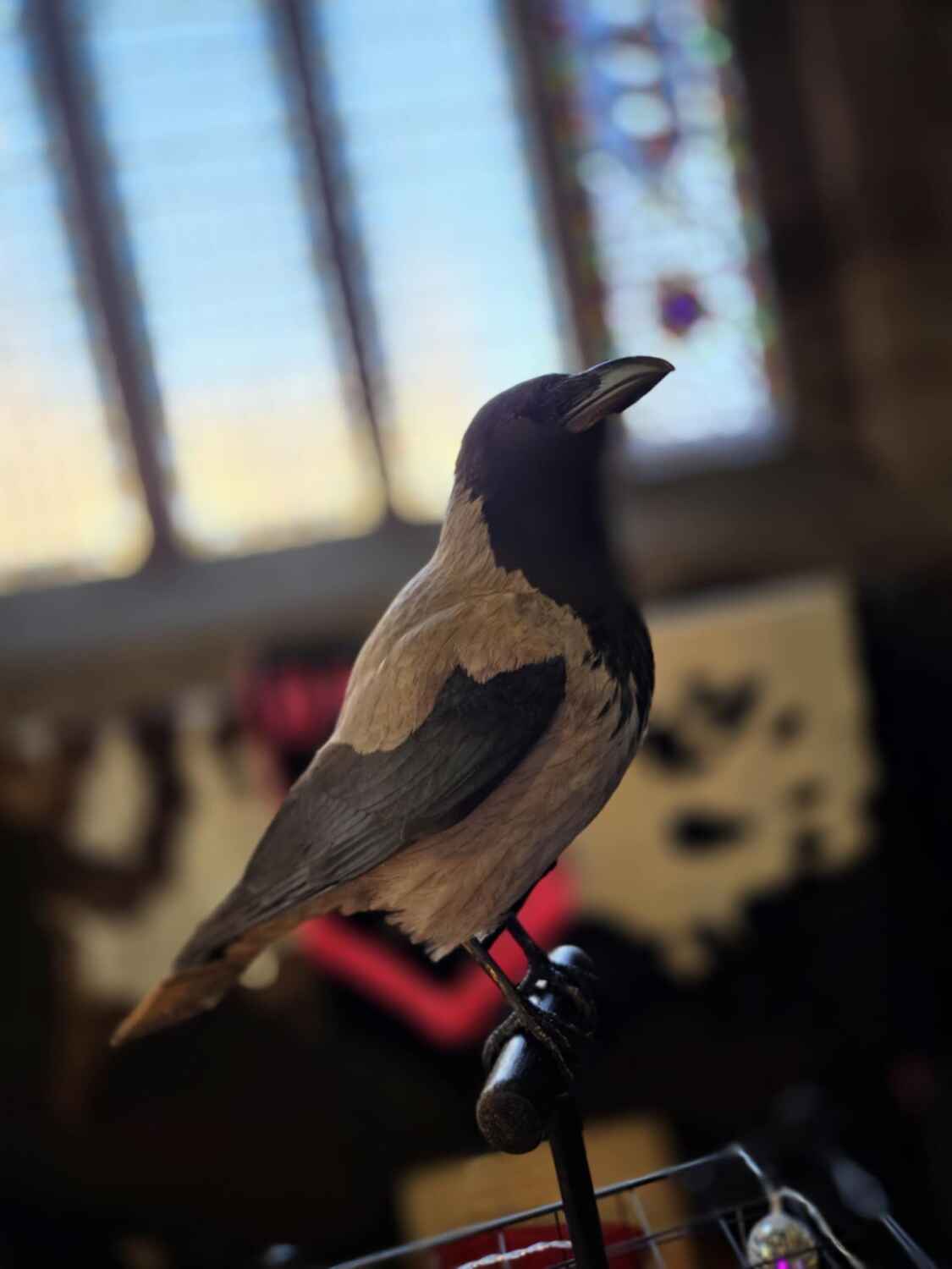 Taxidermy Hooded Crow